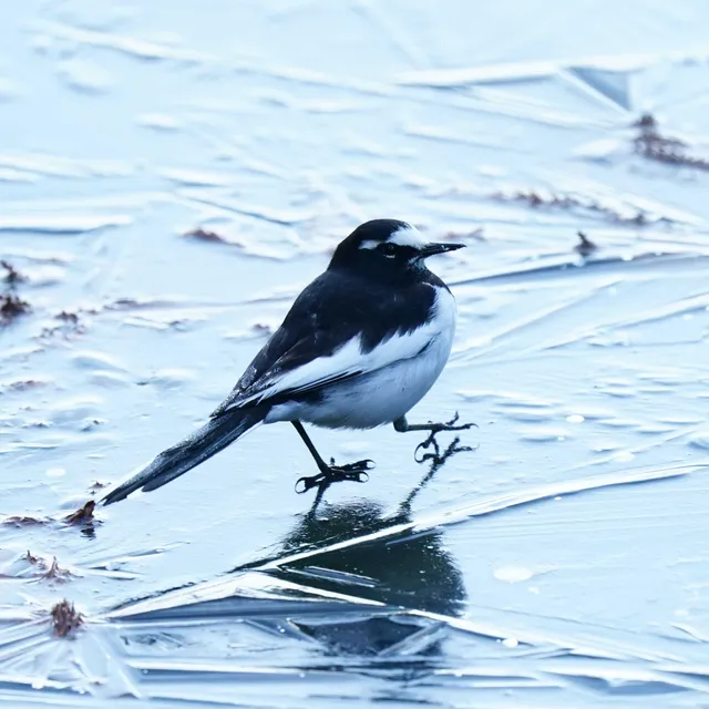 Species Image