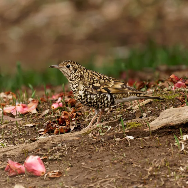 Species Image