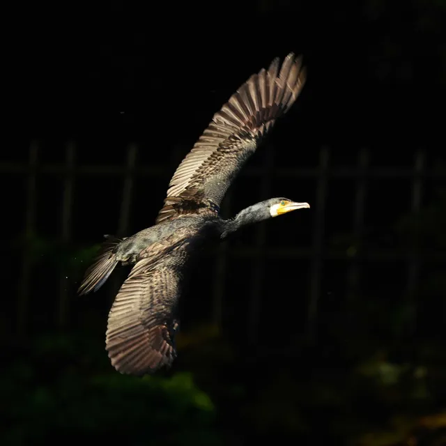 Species Image