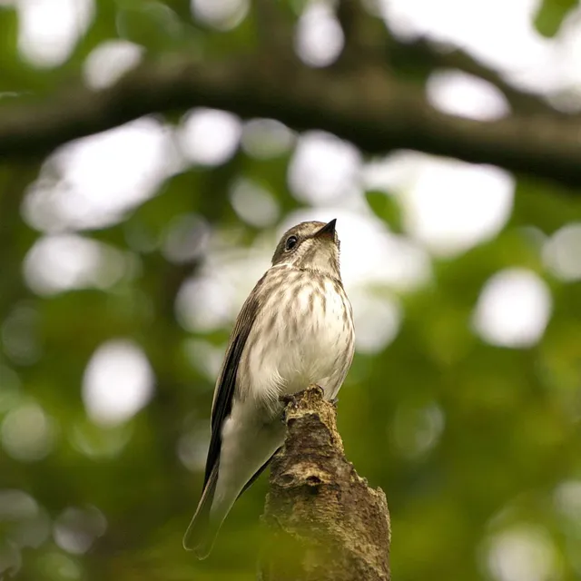 Species Image