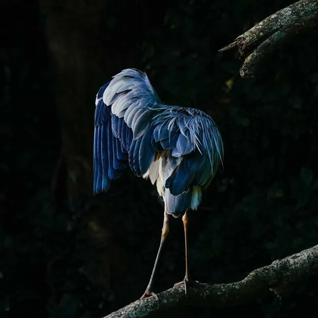 Species Image