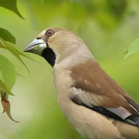 Species Image