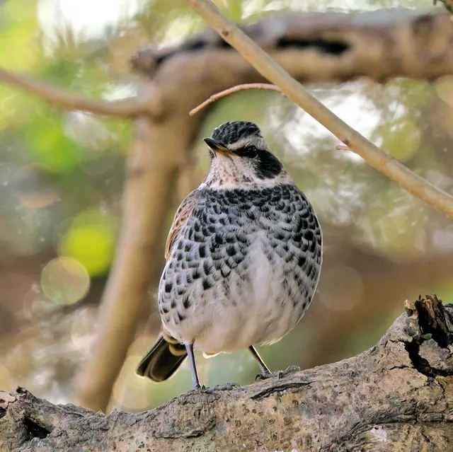 Species Image