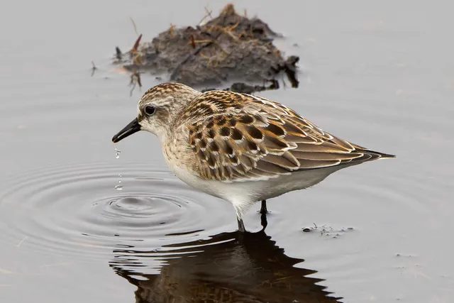 Species Image