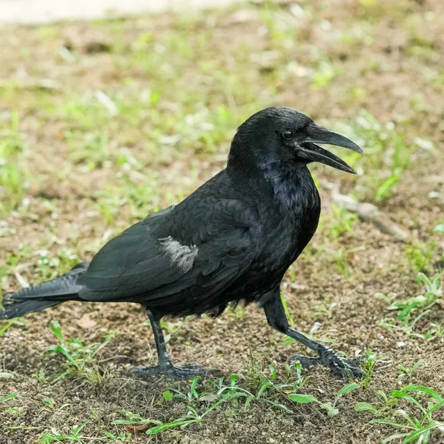 Species Image