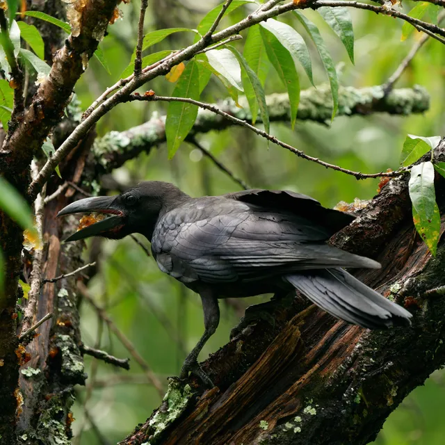 Species Image