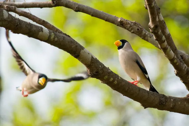 Species Image