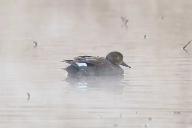 Species Image