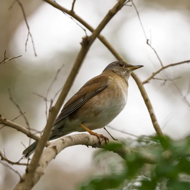 Species Image