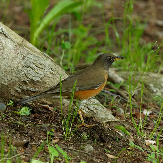 Species Image