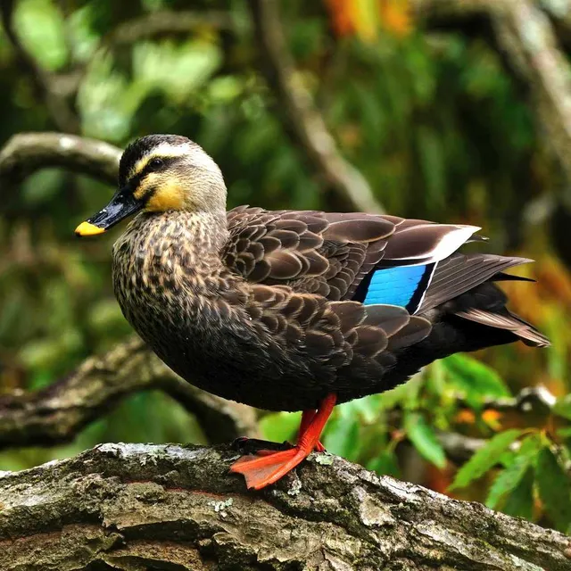 Species Image