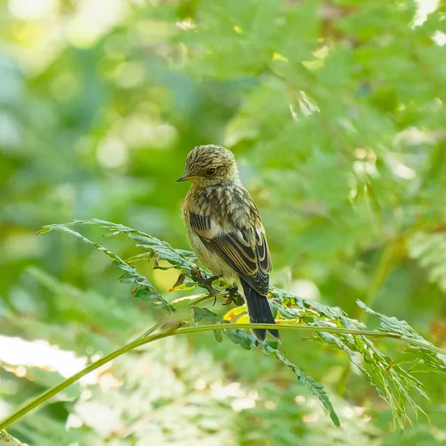 Species Image