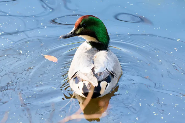 Species Image