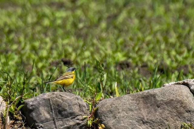 Species Image