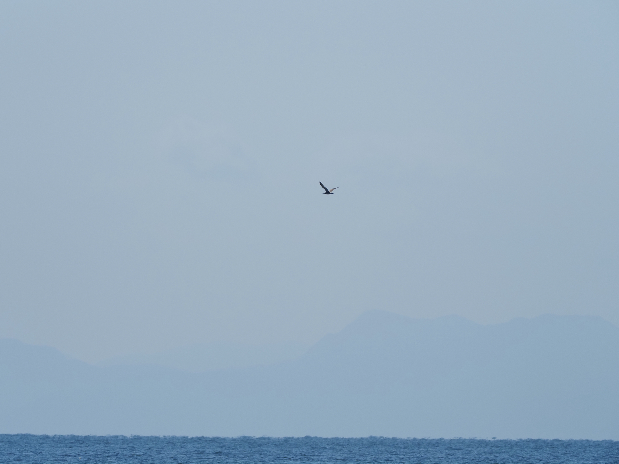 Photo Image