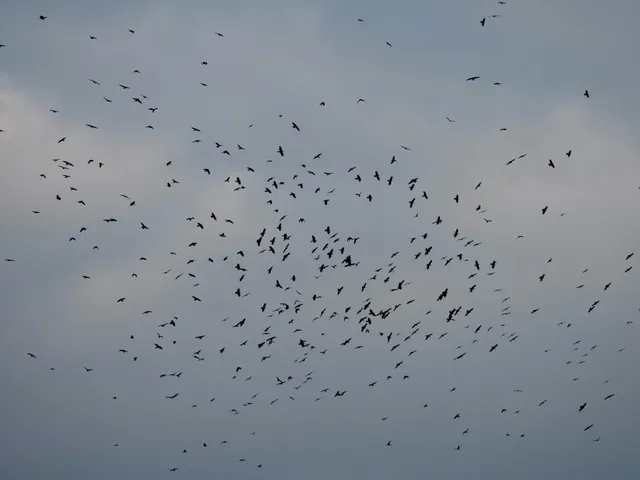 Species Image