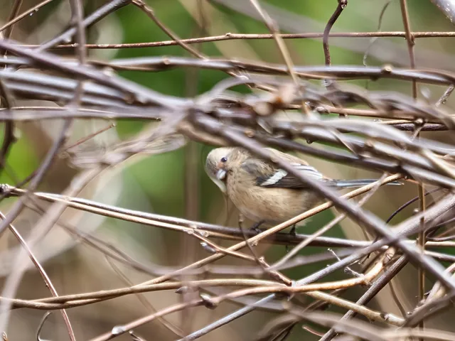 Species Image