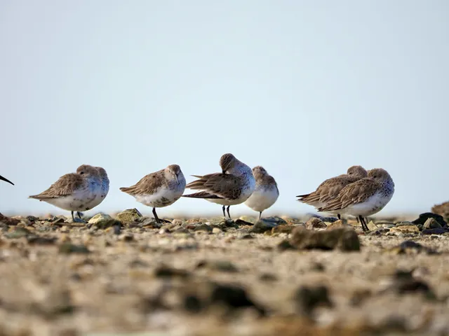 Species Image