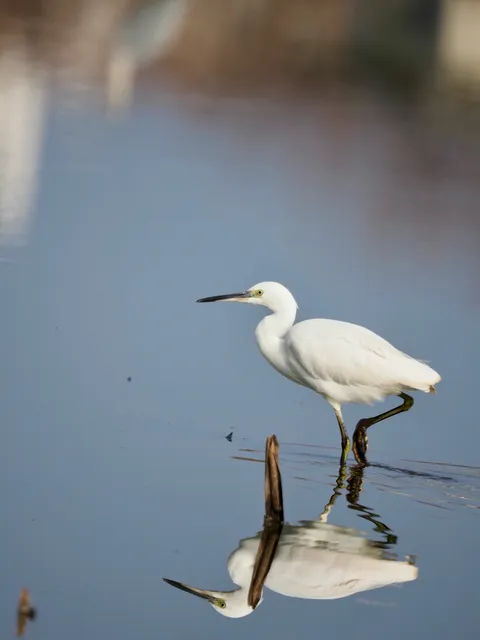 Species Image