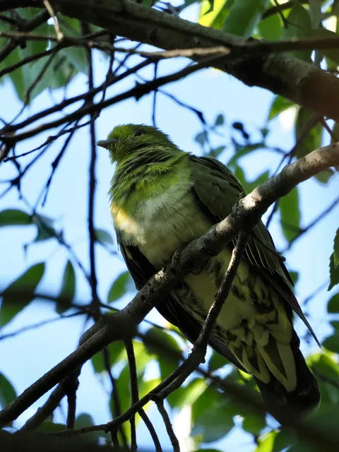 Species Image