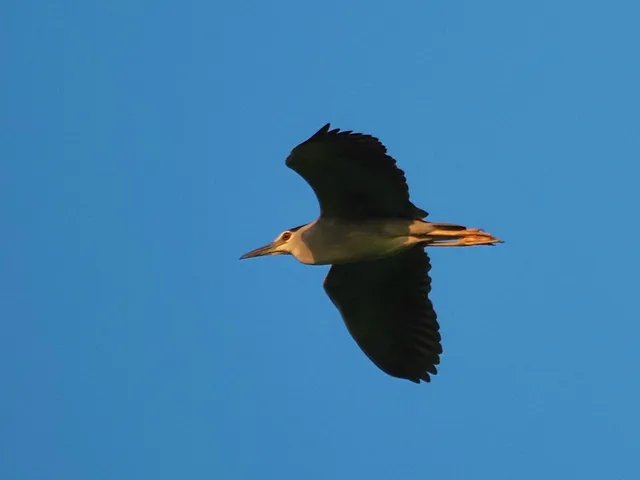 Species Image