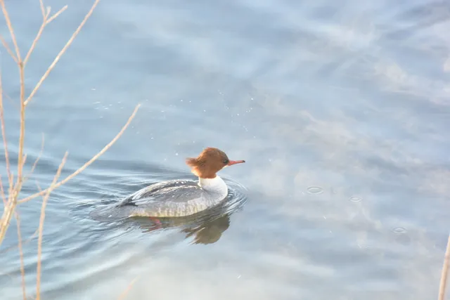 Species Image