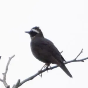 Species Image