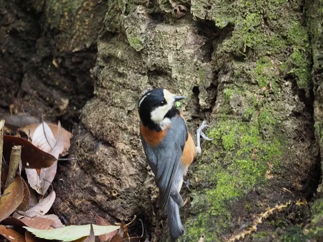 Species Image