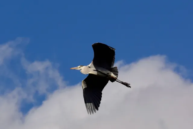 Species Image
