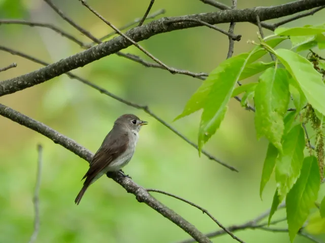 Species Image