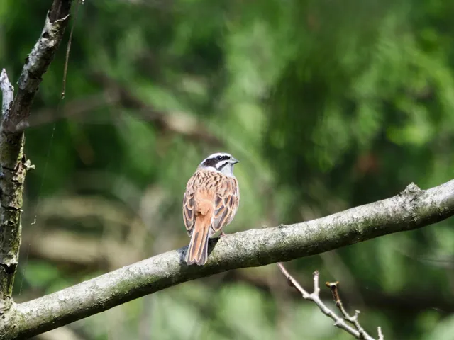 Species Image