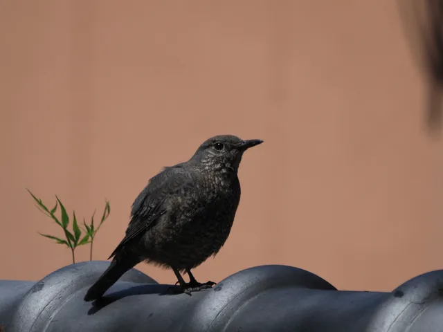 Species Image