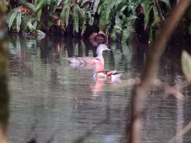 Species Image