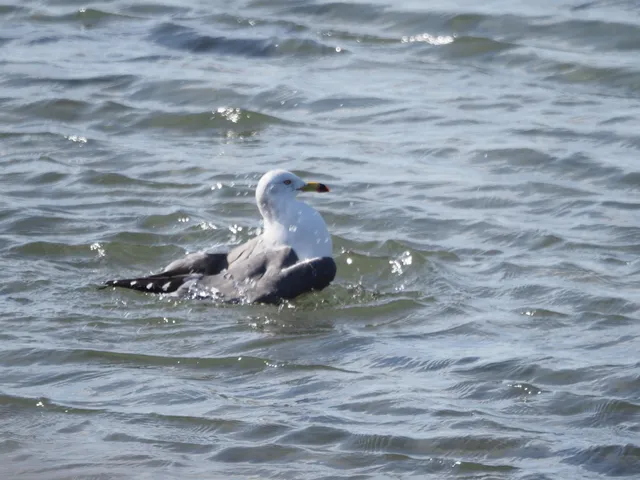 Species Image