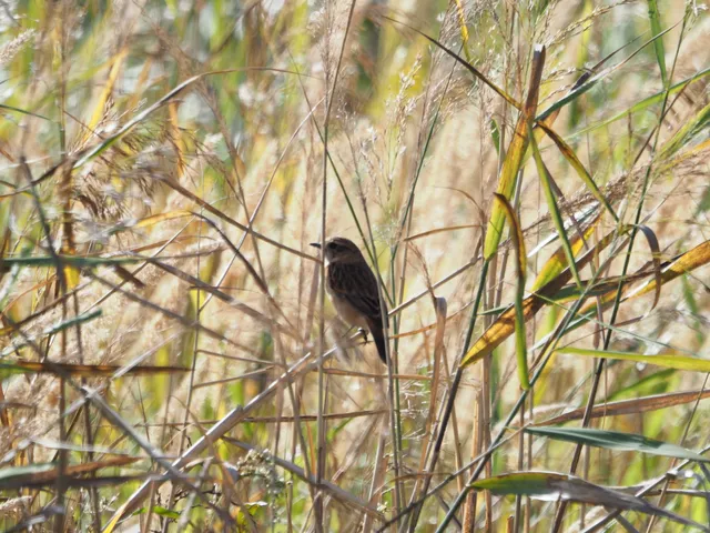 Species Image