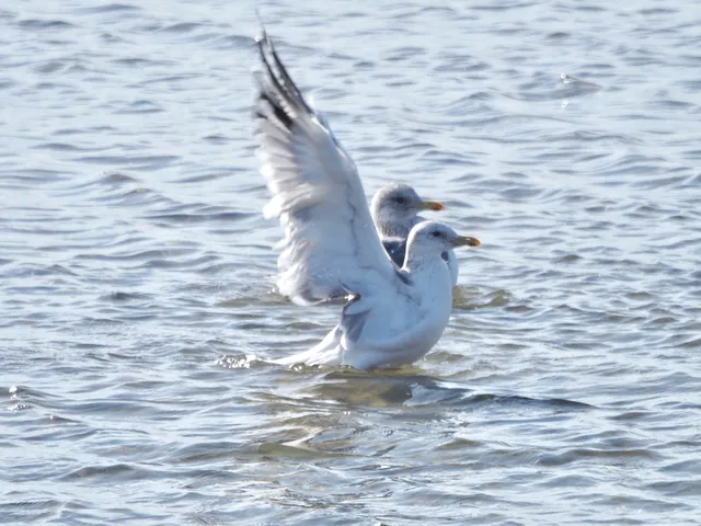 Species Image