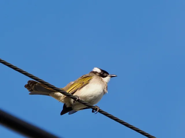 野鳥の写真