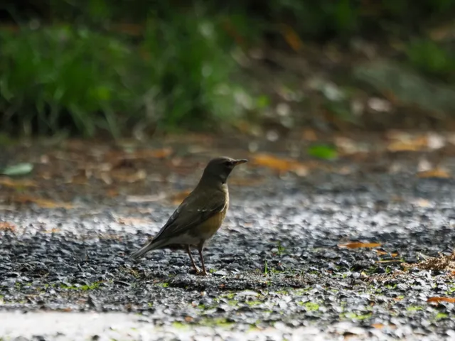 Species Image