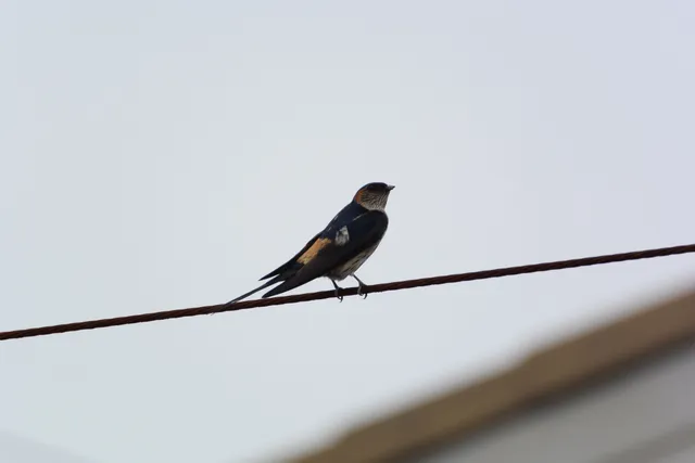 Species Image