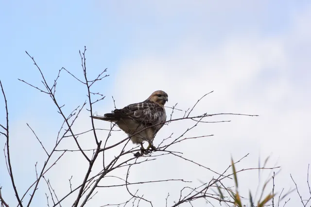 Species Image