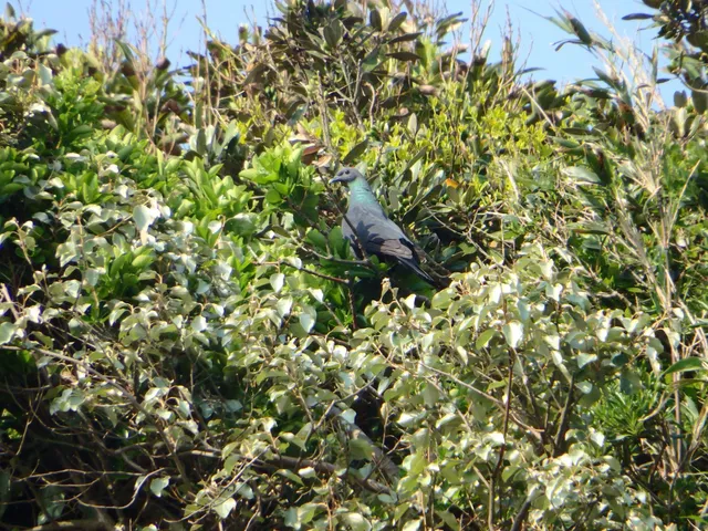Species Image