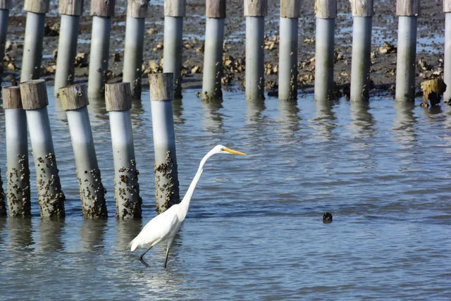 Species Image