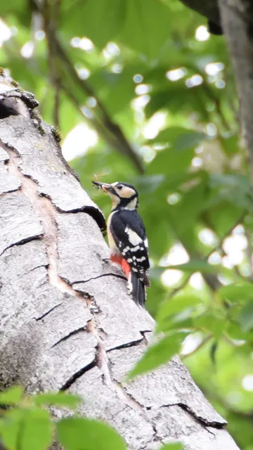 Species Image