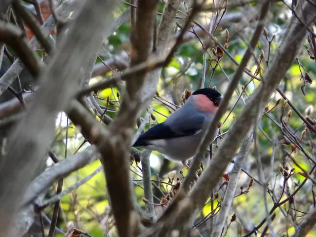 Species Image
