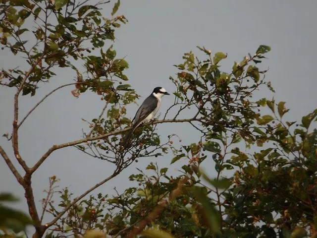 Species Image