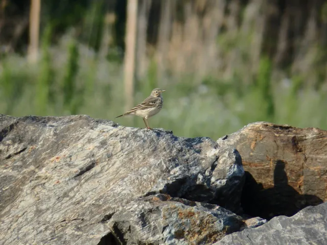 Species Image
