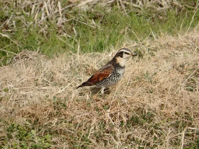 Species Image