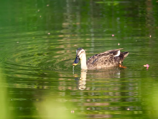 Species Image