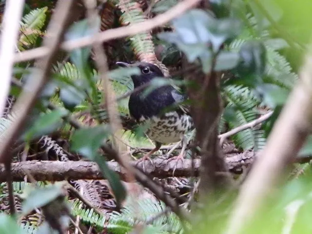 Species Image