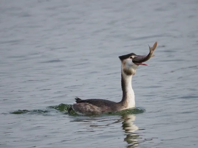 Species Image